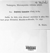 Entyloma calendulae image